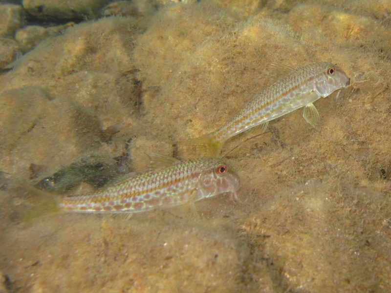 Mullus barbatus (Linnaeus, 1758)